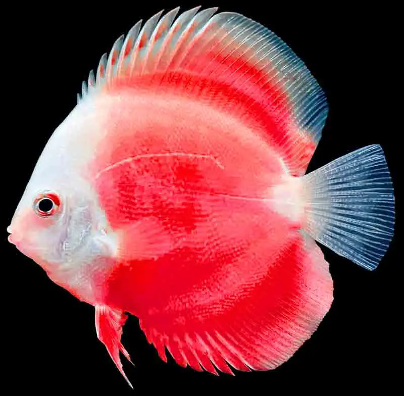 Red Discus Fish by