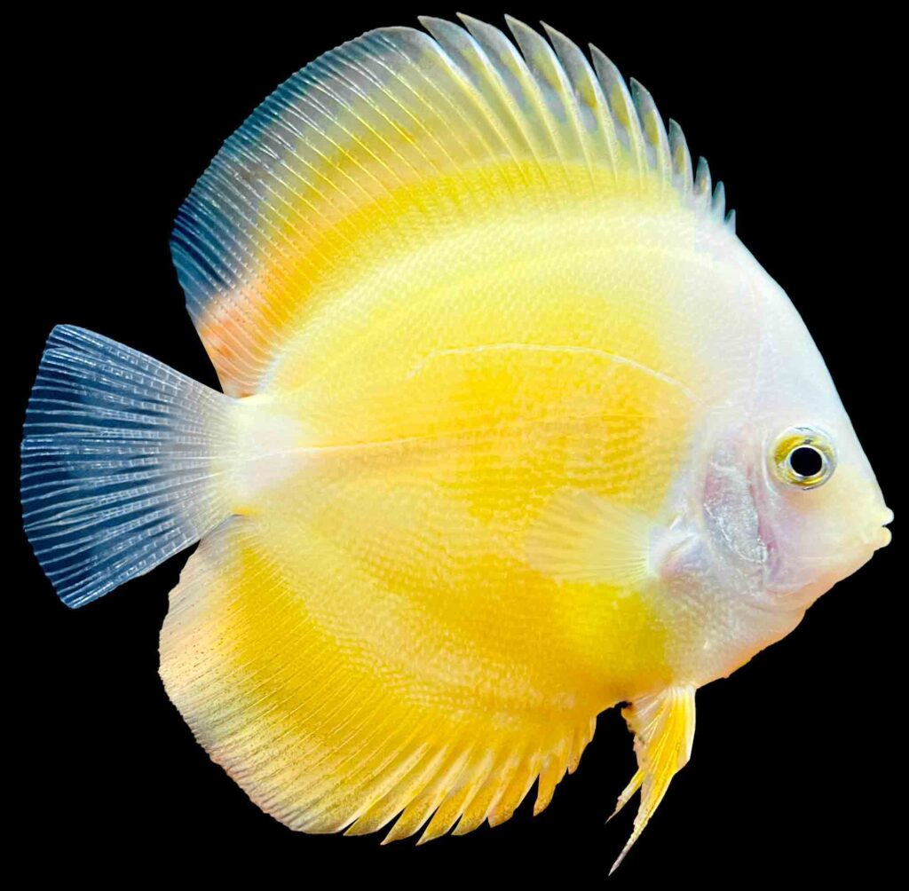 Yellow Discus Fish