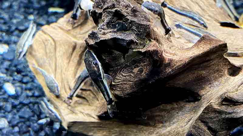 Otocinclus catfish on Driftwood