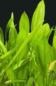 Amazon Sword Aquarium Plant