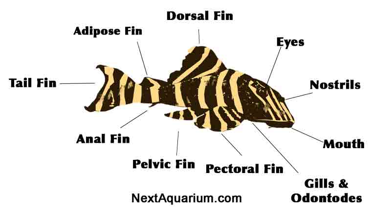 clown pleco anatomy 