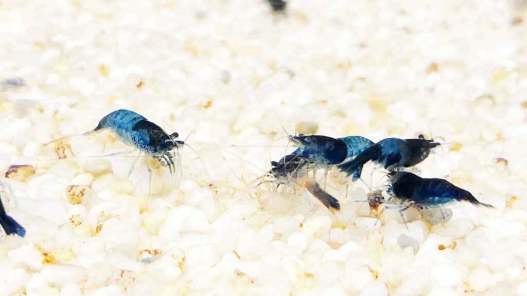 Blue Dream Neocaridina Shrimp