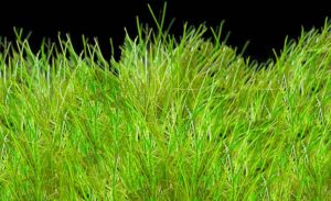 dwarf hairgrass