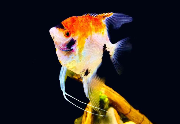 Female Freshwater Angelfish