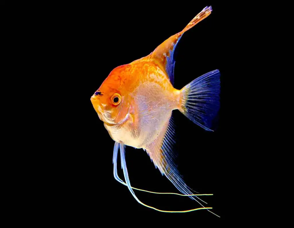 Male Freshwater Angelfish