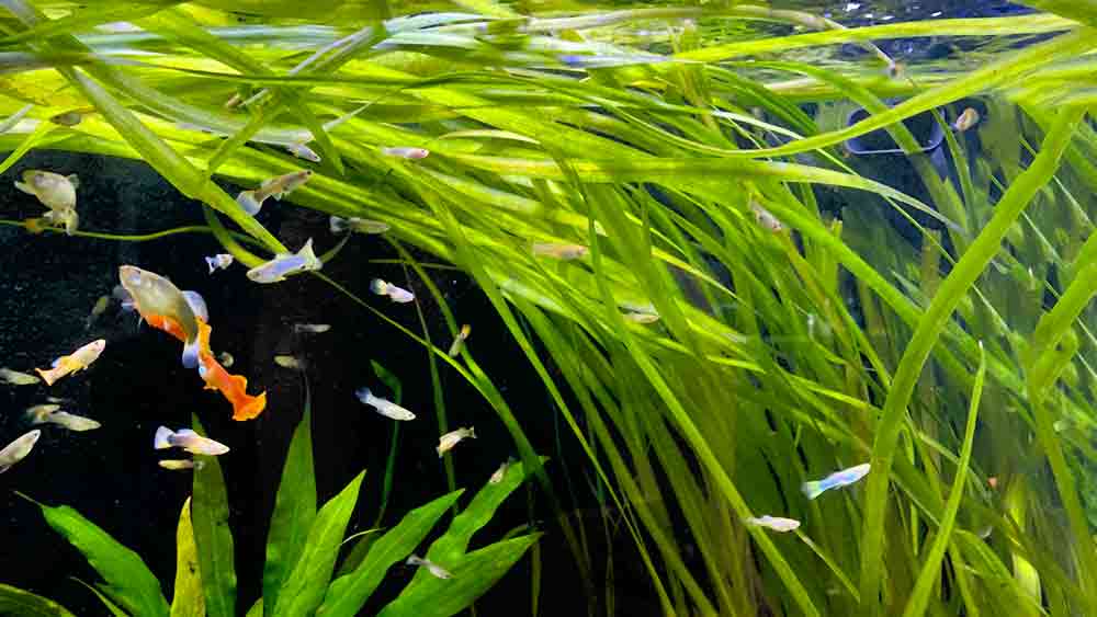 Jungle Val: Care, Growth Rate, Propagation & More