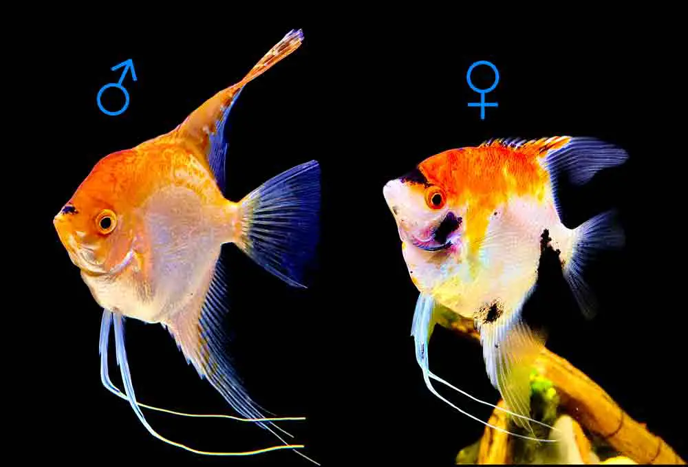 Male vs Female Freshwater Angelfish