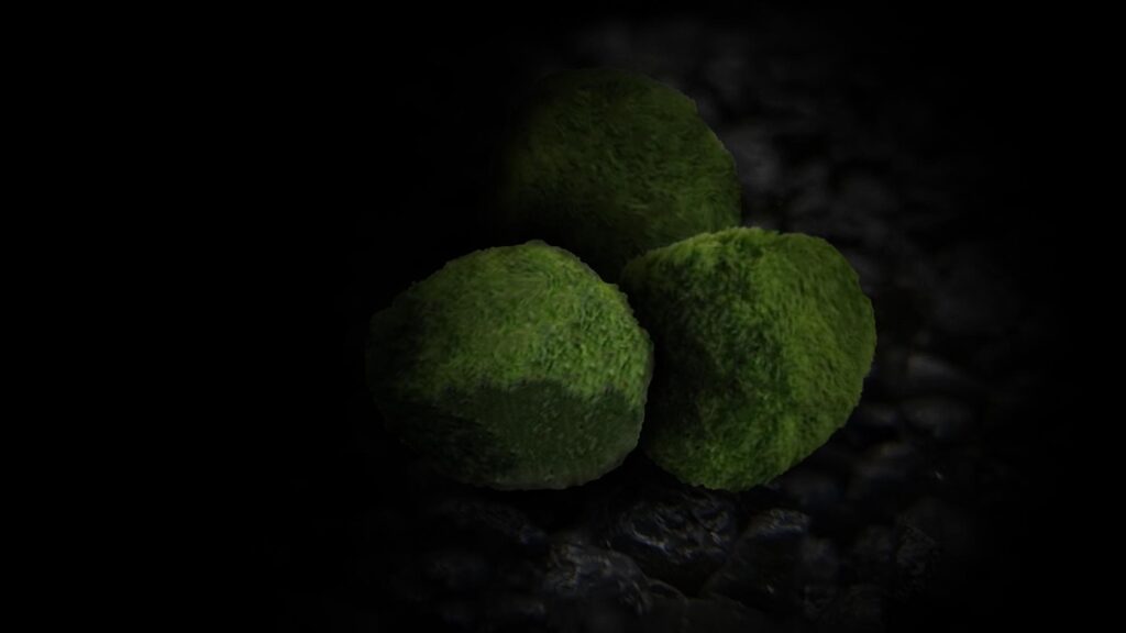 3 Marimo Moss Ball