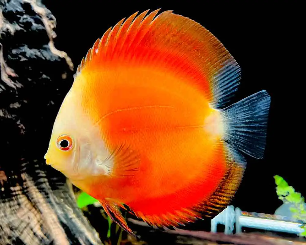 Red Melon Discus Fish