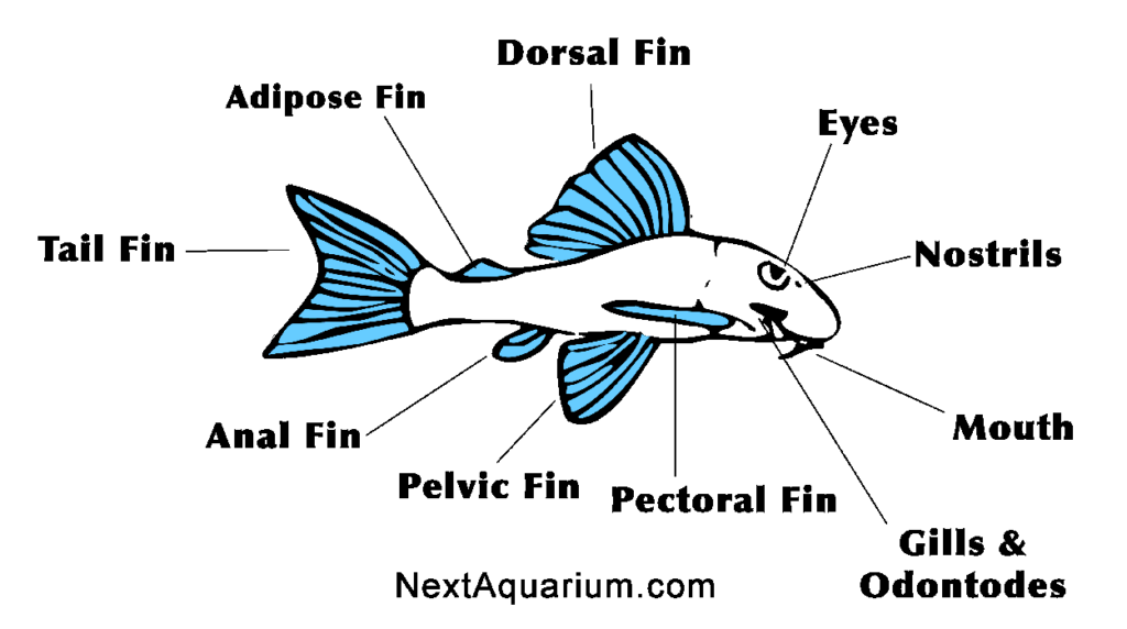 Anatomy Of Plecos