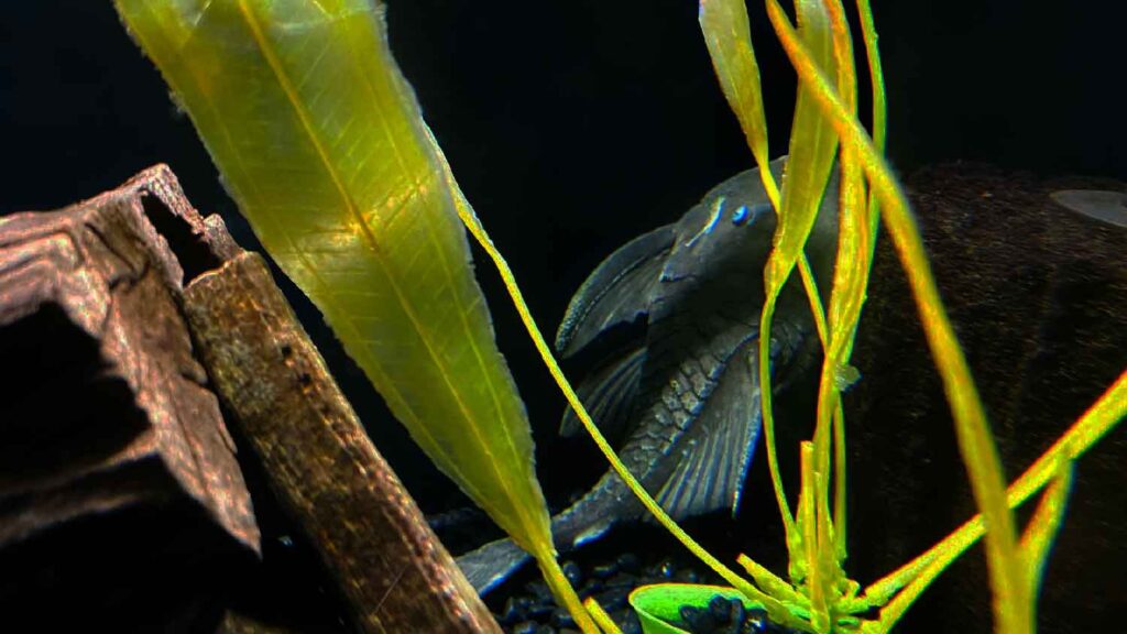 Blue Eyed Pleco