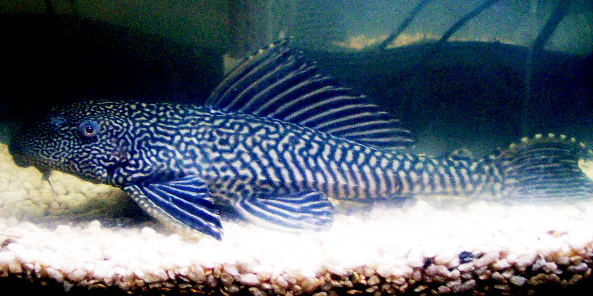 Stingray Pleco