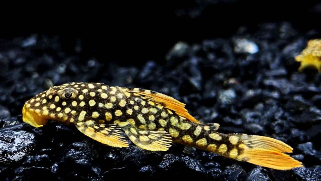 L014 Sunshine Pleco