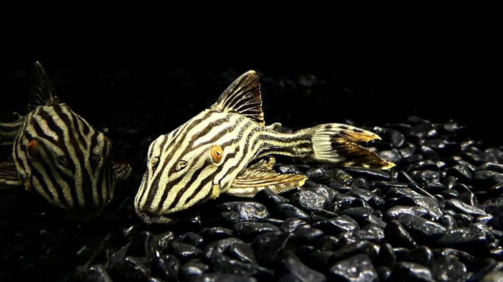 L027 Royale Pleco