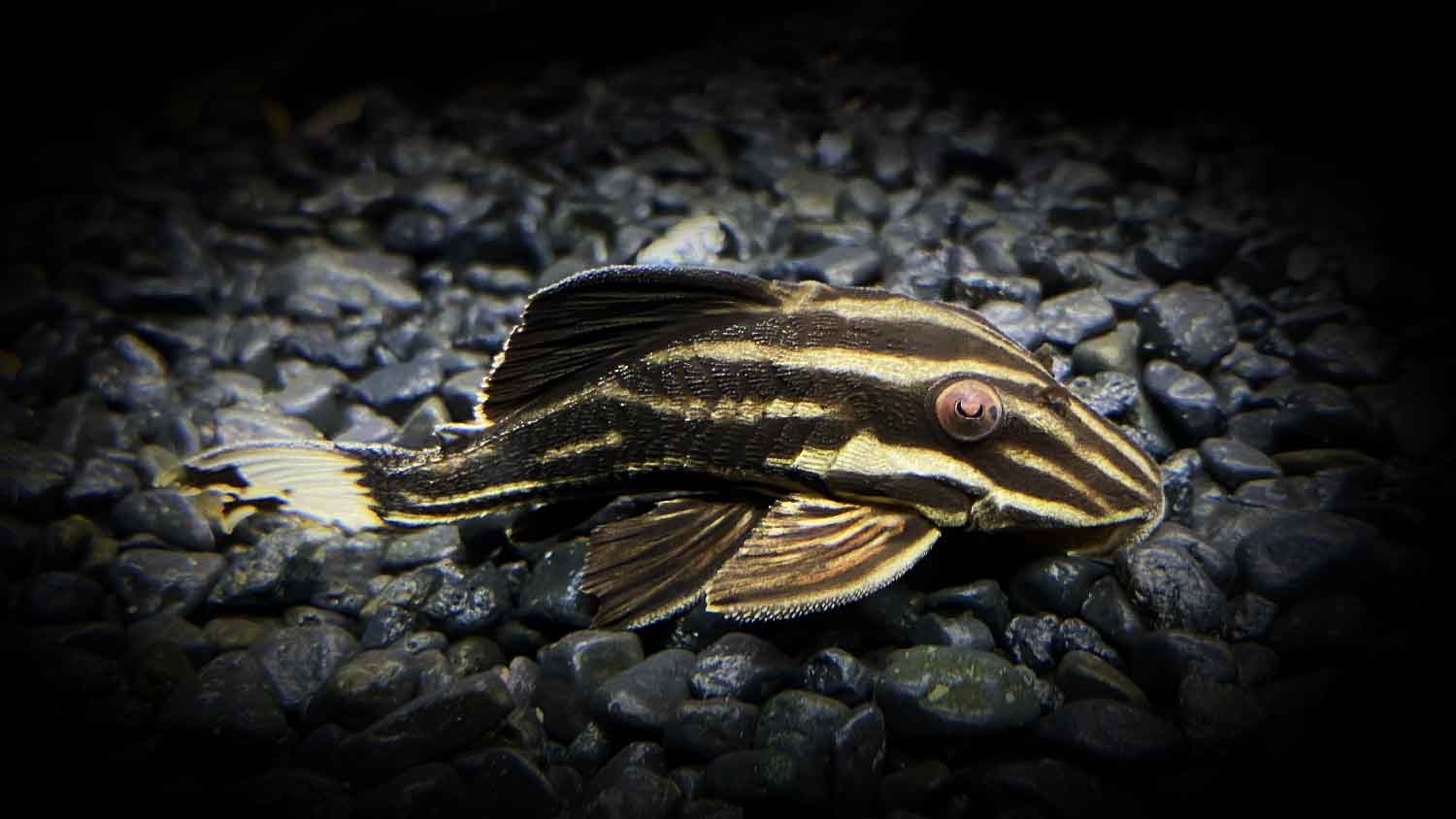 Royal Pleco (L027 Pleco) Guide: Size, Tank, Care, Diet & More!