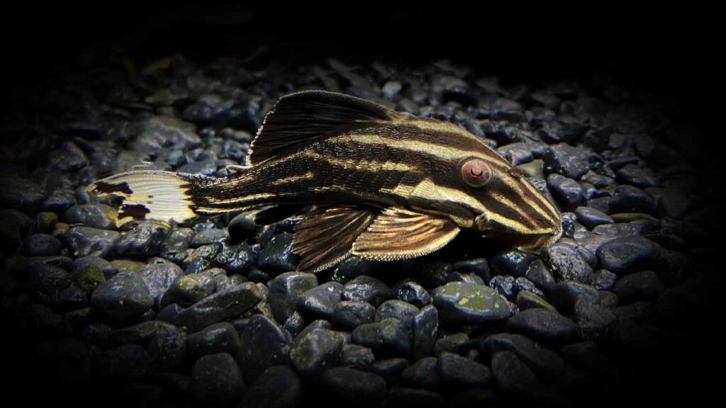 Juvenile Royale Pleco (L027 Pleco)