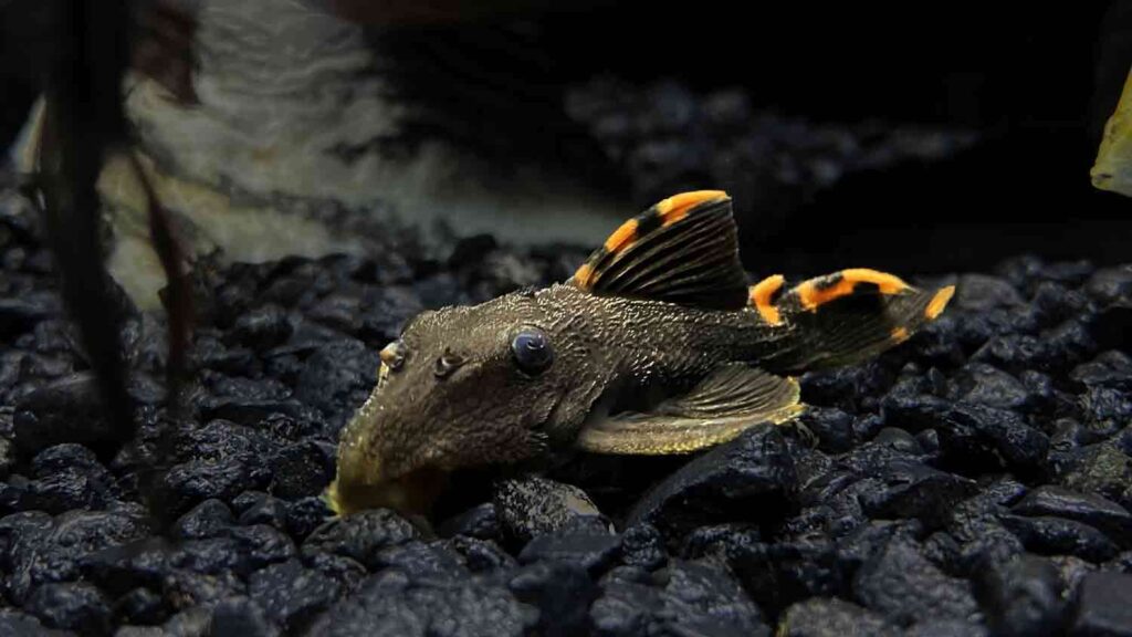 L091 Three Beacon Pleco