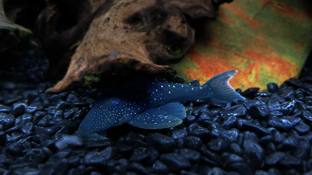 Blue Phantom Pleco