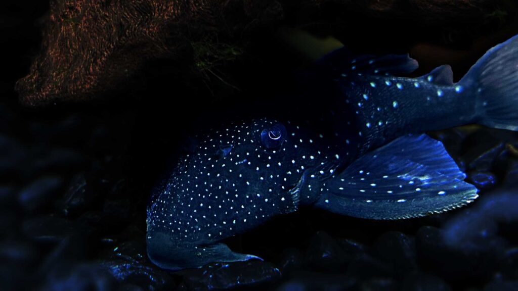 Blue Phantom Pleco