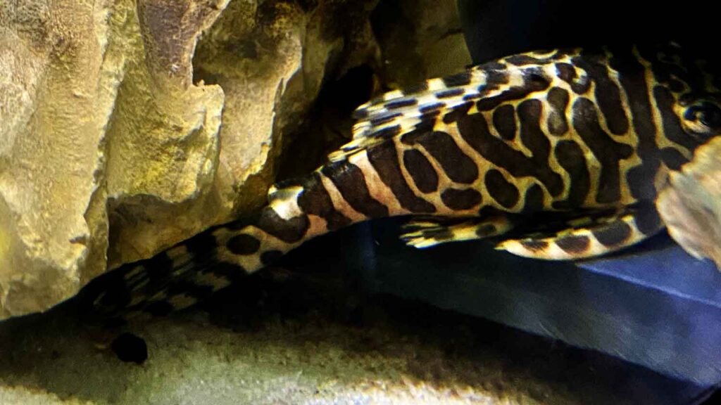 Leopard Frog Pleco L134 Pleco Care Size Lifespan Breeding And More