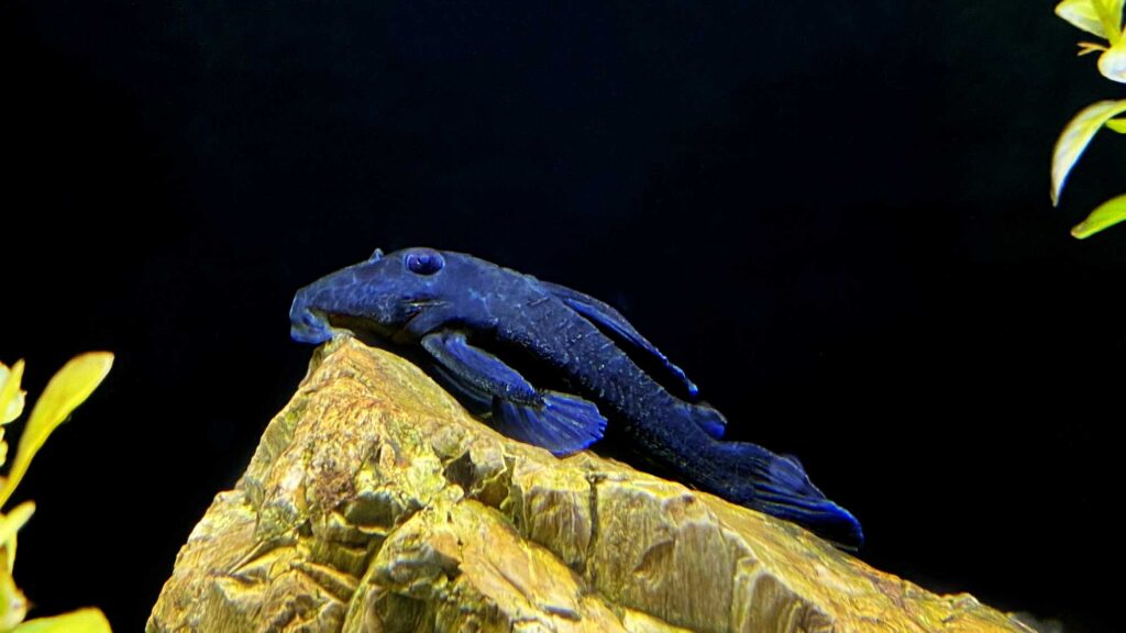 L239 Pleco (Blue Pnaque Pleco)