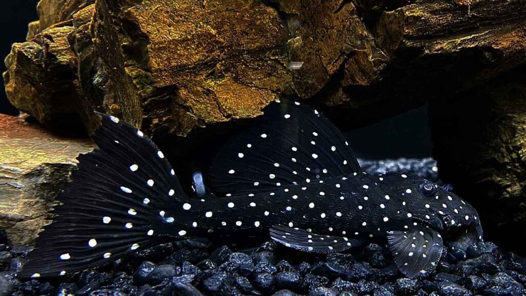 Galaxy Pleco (L240)