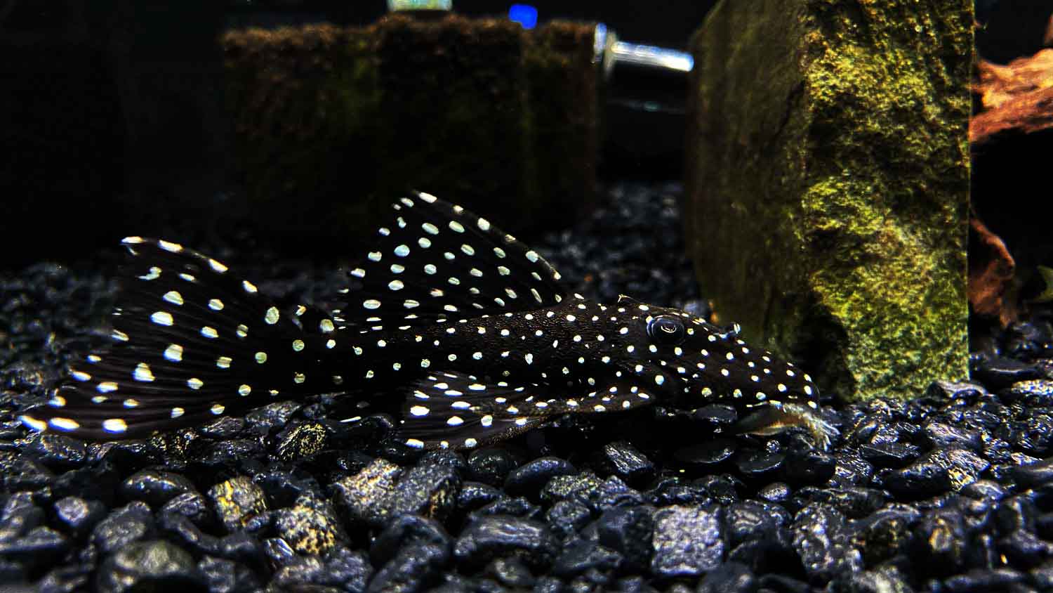 Vampire Pleco L240 Pleco Guide Care Size Lifespan Breeding And More