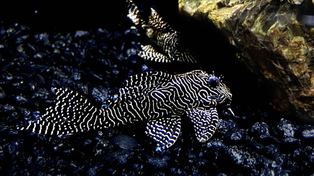 L260 Queen Arabesque Pleco