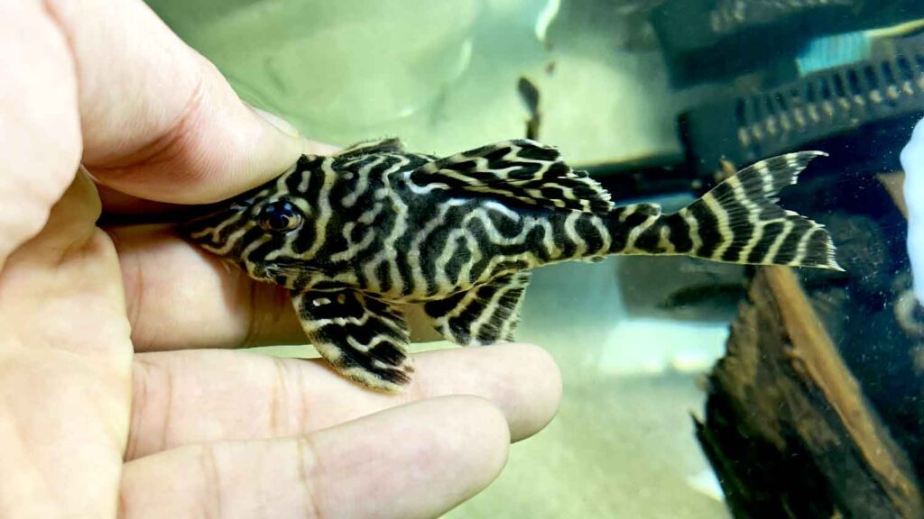 L333 King Tiger Pleco