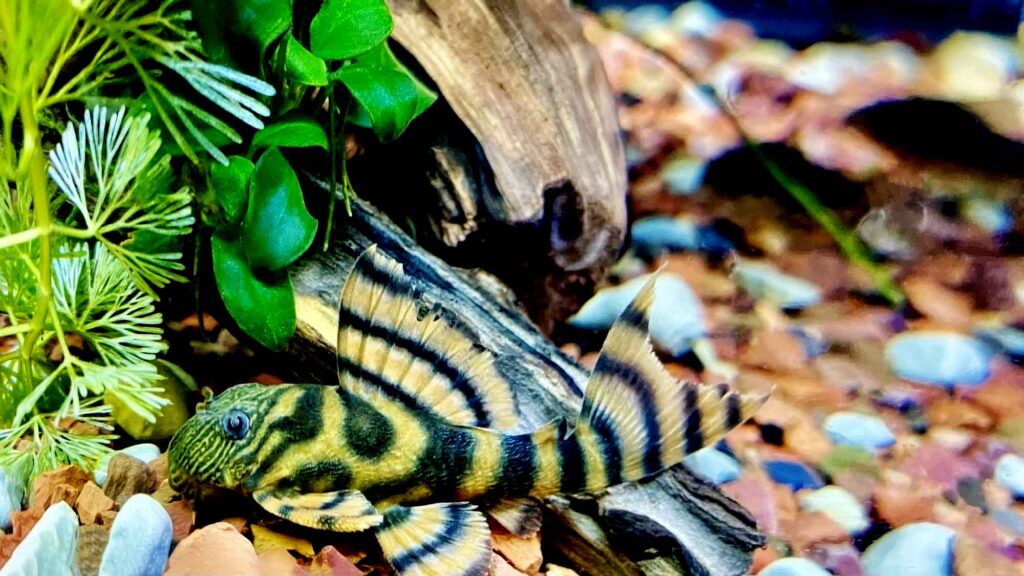 L397 Alenquer Tiger Pleco