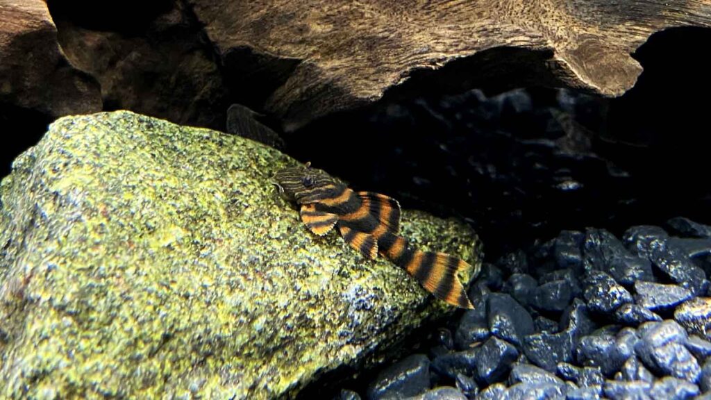 L397 Alenquer Tiger Pleco