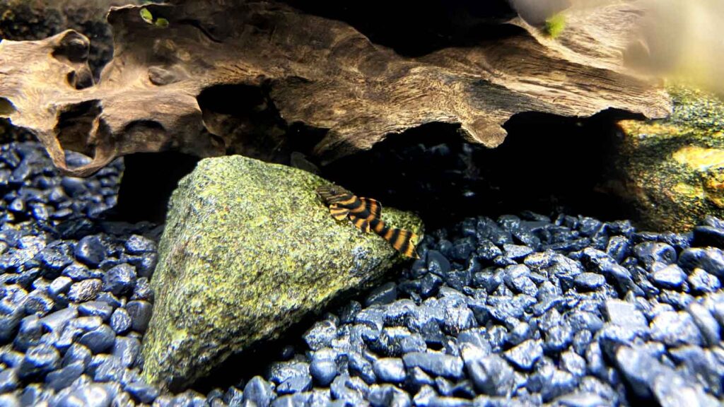 L397 Alenquer Tiger Pleco