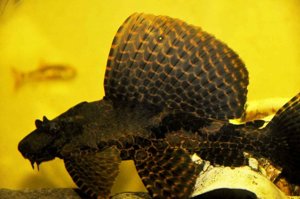 Sailfin Pleco