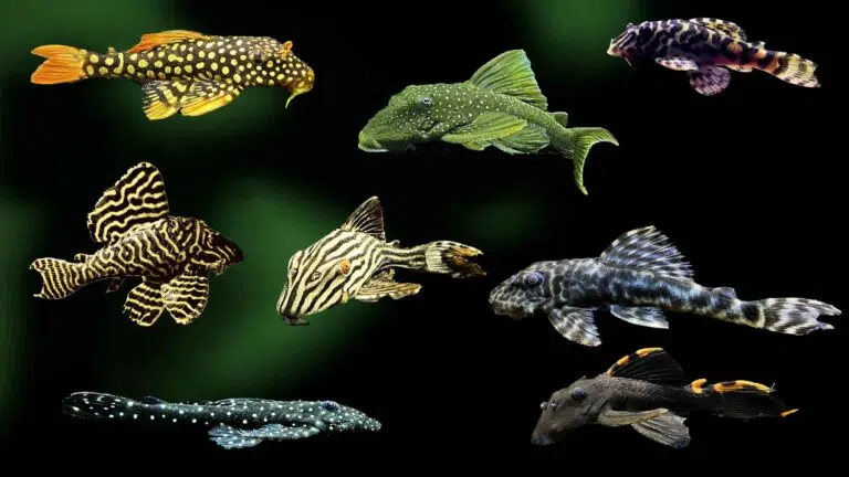 Types Of Plecos