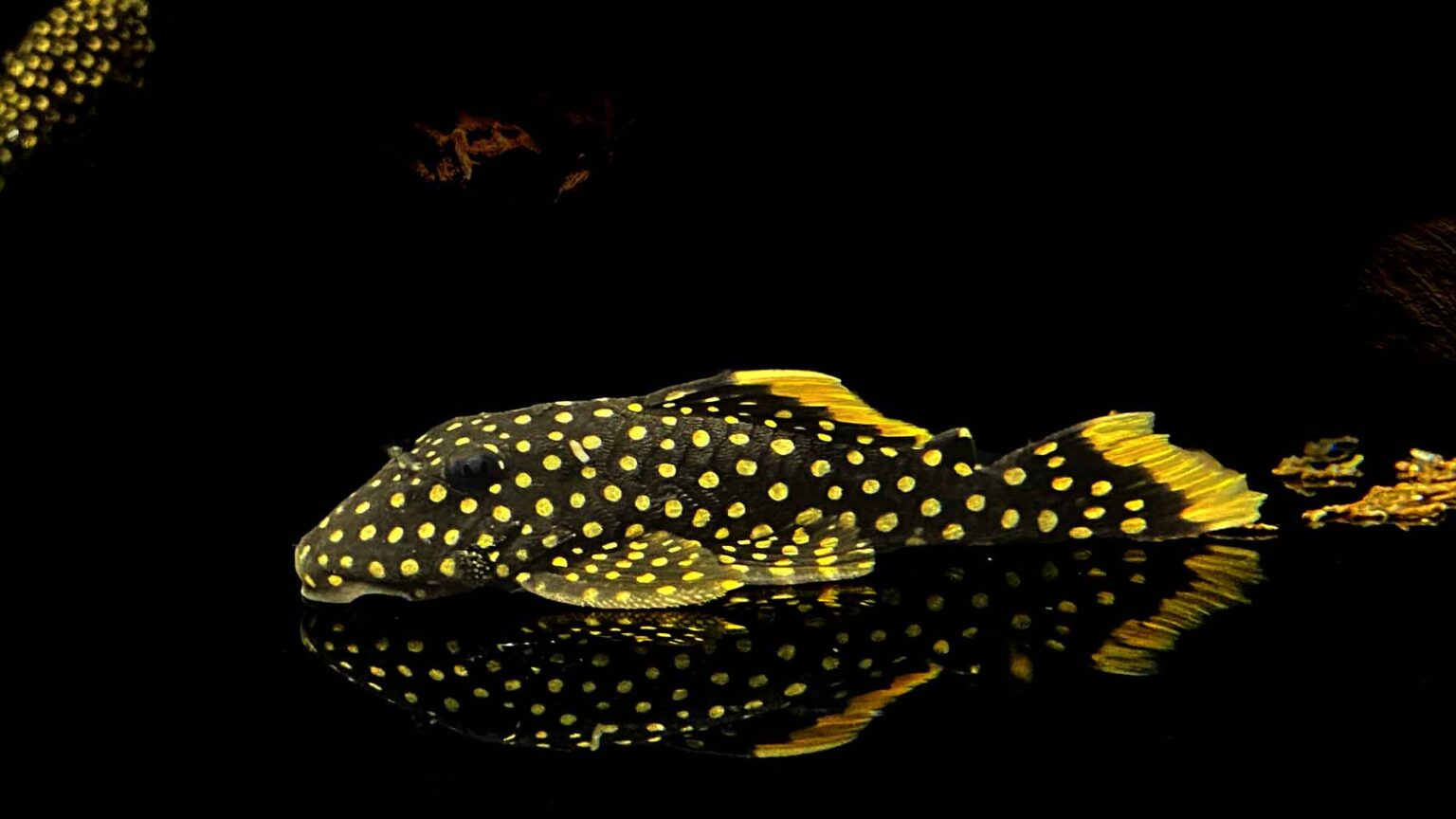 Gold Nugget Pleco (L018 Pleco) Care, Size, Lifespan, & More
