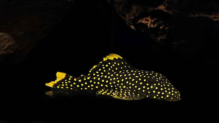Gold Nugget Pleco (L018 Pleco): Care, Size, Lifespan, & More