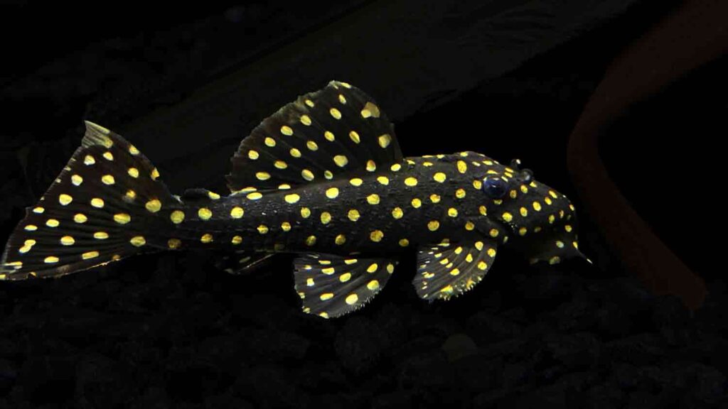 Galaxy Pleco L29