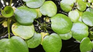 Amazon Frogbit