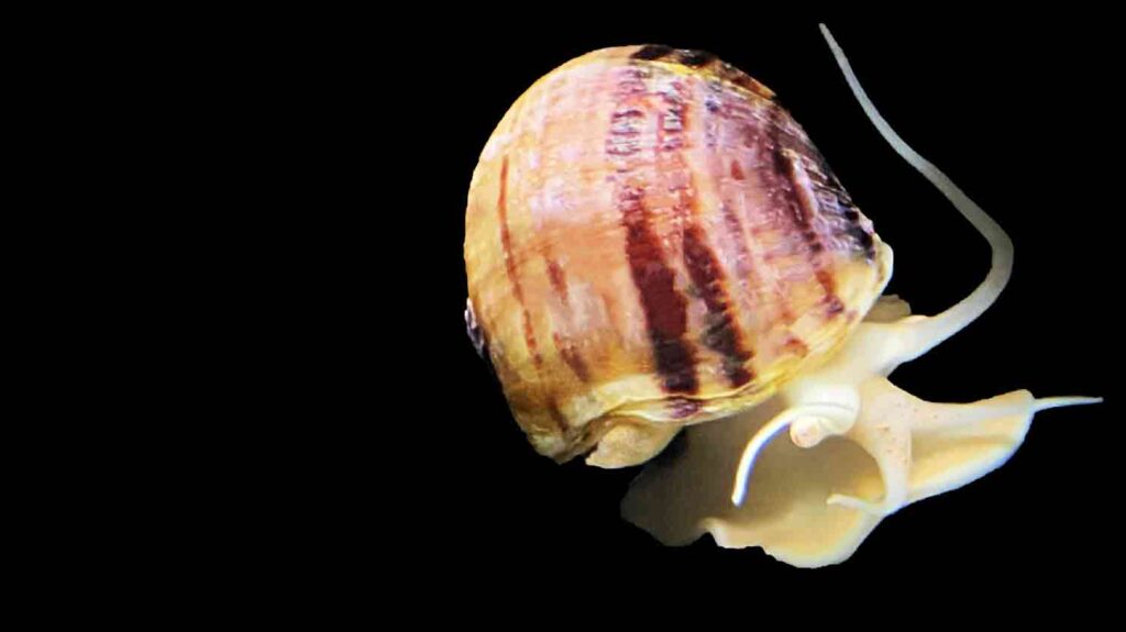 Apple Snail (Ampullariidae)