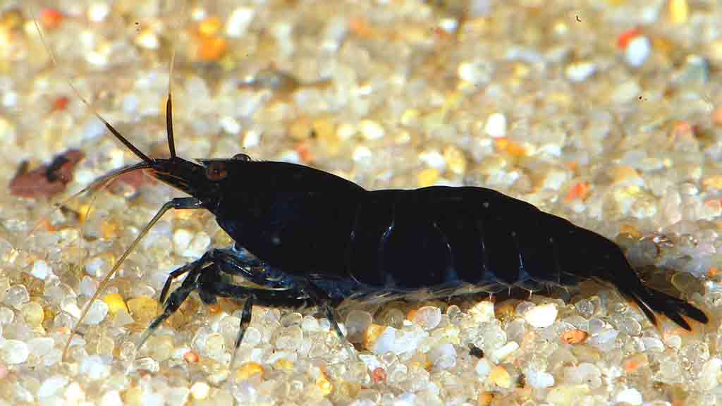 Black Tiger Shrimp (caridina cf. cantonensis)