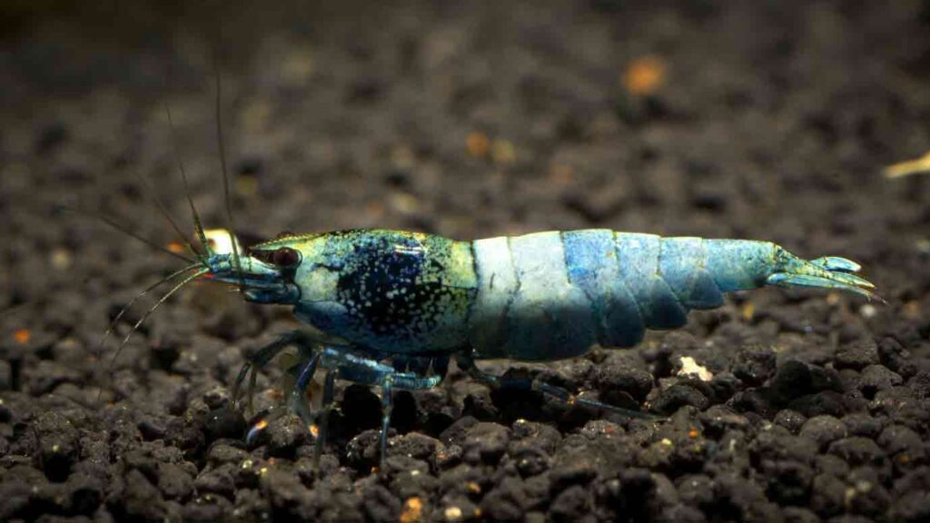 Blue Bolt Shrimp (caridina cf. cantonensis)