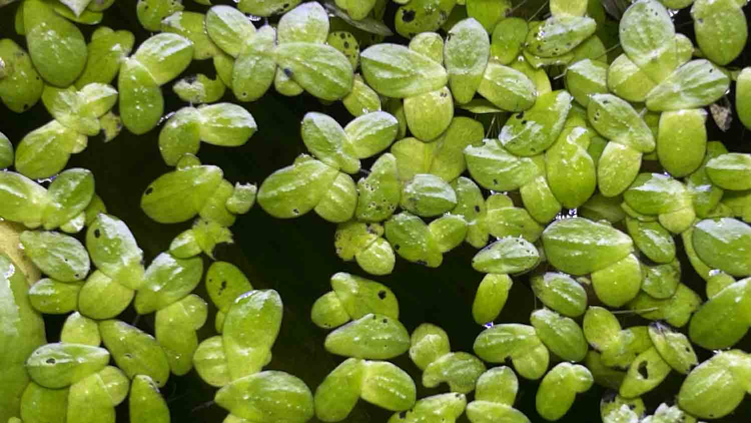 Duckweed Care And Control Guide