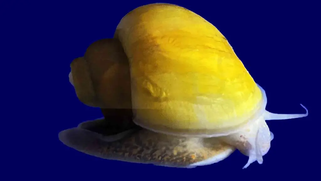 Gold Inca Snail