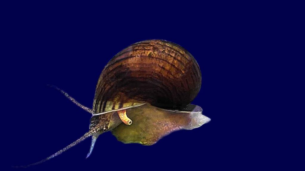 Mystery Snail (Pomacea bridgesii)