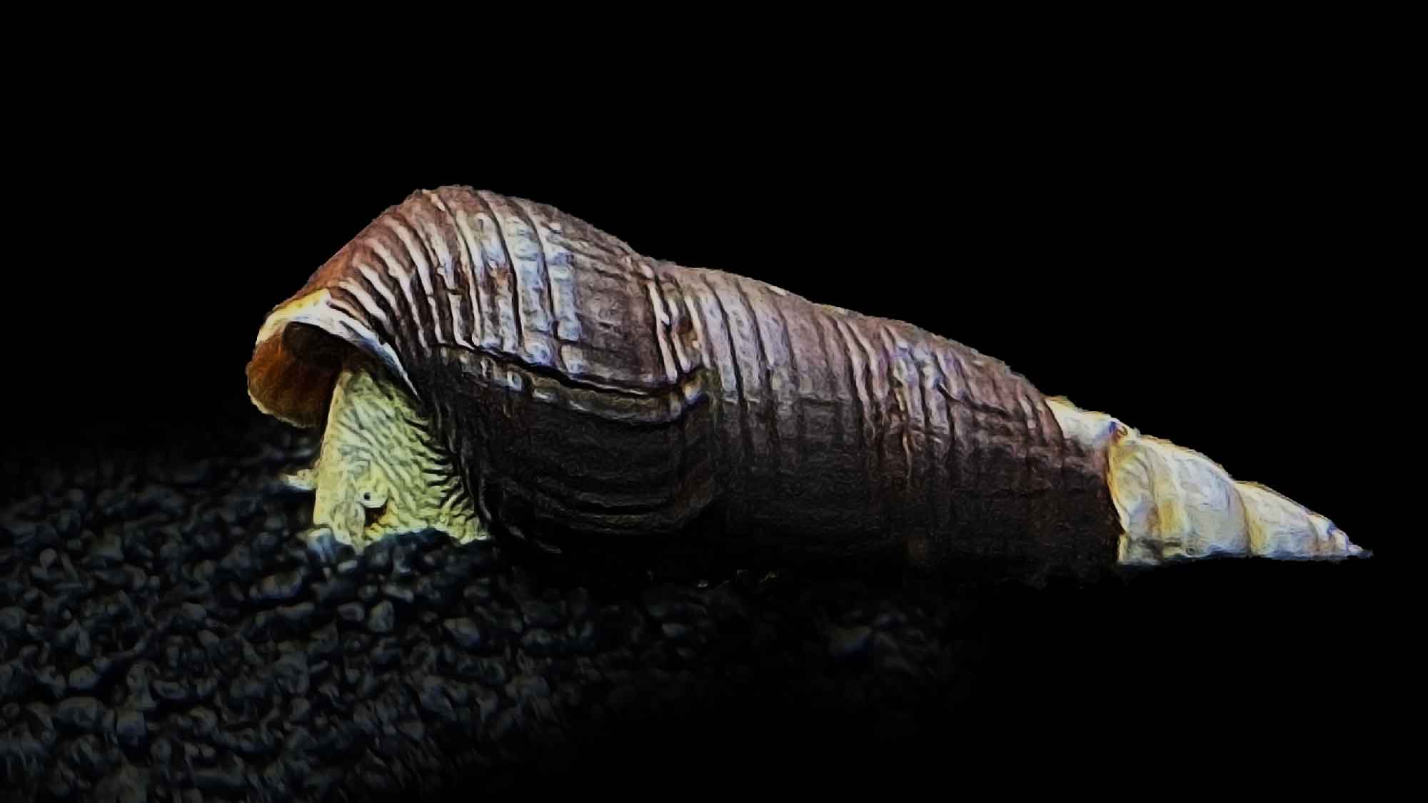 Rabbit Snail Care, Diet, Breeding, Calcium & More