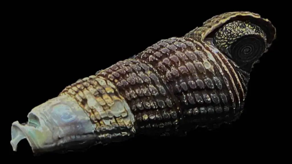 Rabbit Snail (Tylomelania towutica)