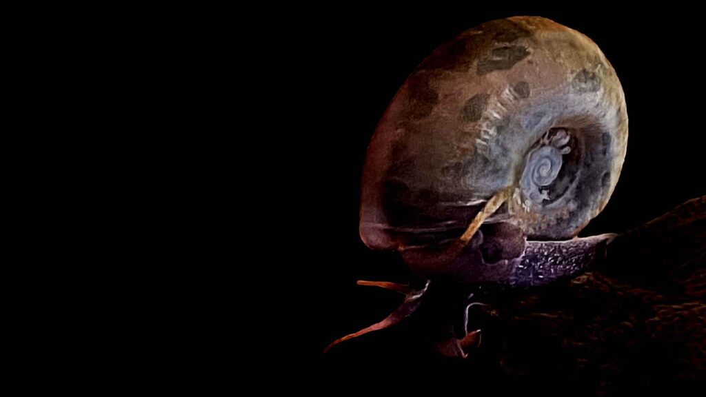 Ramshorn Snail (Planorbidae)