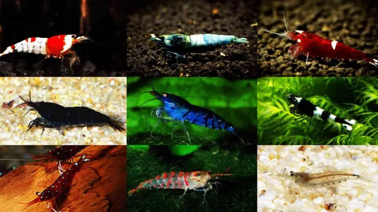 Types of Caridina Shrimps