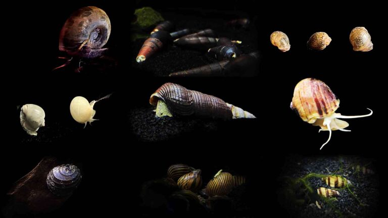 Types of freshwater aquarium snails