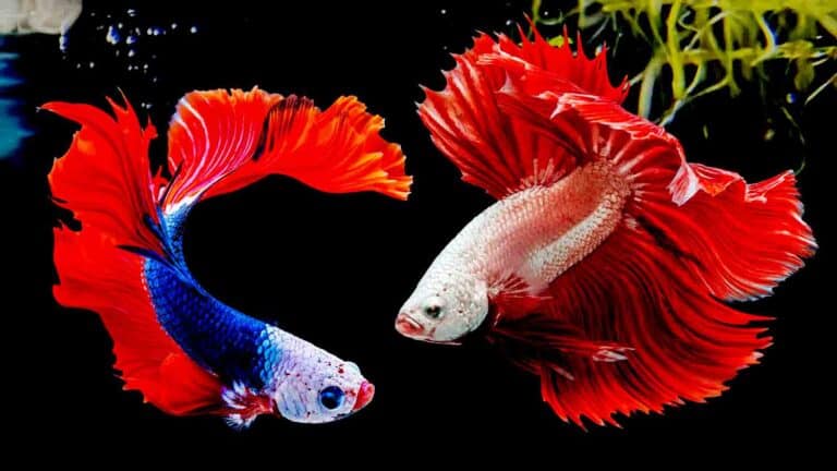 2 Betta Fish In A Planted Aquarium